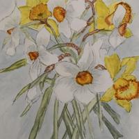Daffodils and Narcissus