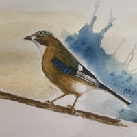 Jay (1)