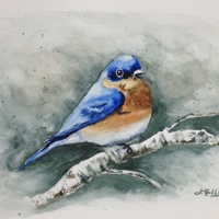 Bluebird 
