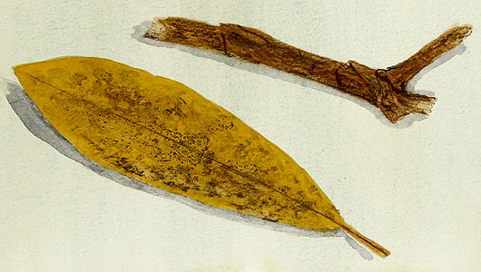 Part of a watercolour nature study of found leaves and branches